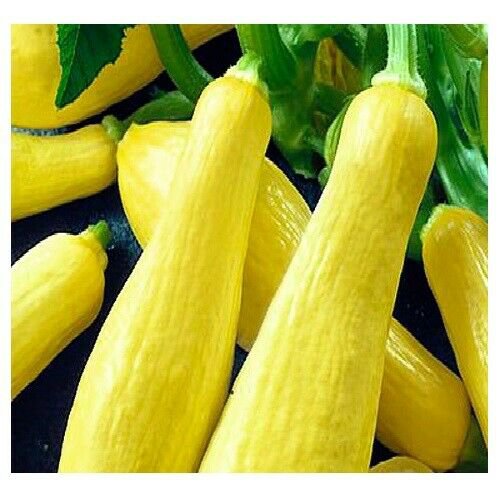 5 pcs Straightneck Squash | NON-GMO | Fresh Garden Seeds