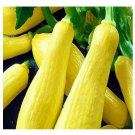 40 pcs Straightneck Squash | NON-GMO | Fresh Garden Seeds