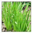 250 pcs Garlic Chives Seeds | NON-GMO | Fresh Garden Seeds