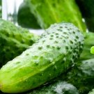 25 pcs Boston Pickling Cucumber Seeds | NON-GMO | Fresh Garden Seeds