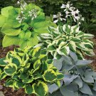 25 Seeds - Mix Hosta Plant Flower Seed
