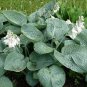 25 Seeds - Mix Hosta Plant Flower Seed