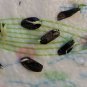 25 Seeds - Mix Hosta Plant Flower Seed