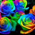 25 Seeds - Rainbow Rose Flower Seed