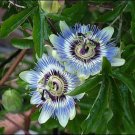 Passion Flower - 25 Seeds