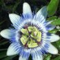 Passion Flower - 25 Seeds