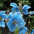 25 Seeds- Blue Poppy Flower Seeds - Himalayan