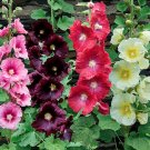 25 Hollyhock Flower Seeds - Spring Mix