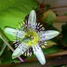 10 Seeds, Passiflora gracilis Annual Passion Flower Beautiful Plant