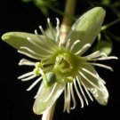 10 Seeds, Passiflora gracilis Crinkled Passion Flower Plant #ggvm5