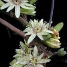 10 Seeds, Passiflora vespertilio Black Passion Flower Plant #ggvm5
