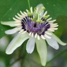 10 Seeds, Passiflora colinvauxii Colinvauxs Passion Flower Plant #ggvm5