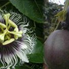 8 seeds, Passiflora Pandora Plant #ggvm5
