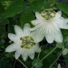 10 seeds, Passiflora White Wedding Plant #ggvm5