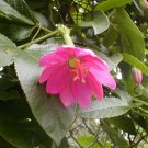 10 Seeds, Passiflora mollissima Banana Passionfruit Plant #ggvm5