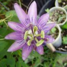 10 Seeds, Passiflora Blue Delight Plant #ggvm5