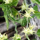 10 Seeds, Morrenia odorata White Milkweed vine Plant #ggvm5