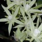 10 Seeds, Morrenia odorata White Milkweed vine Plant #ggvm5