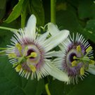 10 Seeds, Passiflora morifolia Woodland-Passion flower Plant #ggvm5