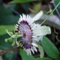 10 Seeds, Passiflora morifolia Woodland-Passion flower Plant #ggvm5