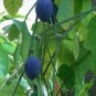 10 Seeds, Passiflora morifolia Woodland-Passion flower Plant #ggvm5