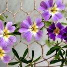 10 Seeds, Tropaeolum azureum Blue Nasturtium Plant #ggvm5