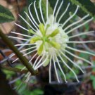 5 Seeds, Passiflora tricuspis Plant #ggvm5