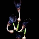 10 seeds Aristolochia pothieri Plant #ggvm5