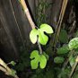 10 seeds Aristolochia pothieri Plant #ggvm5