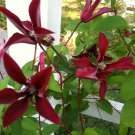 10 seeds Clematis Gravetye Beauty Plant #ggvm5