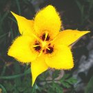 10 seeds Calochortus monophyllus-Yellow Star tulip #ggvm5
