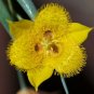 10 seeds Calochortus monophyllus-Yellow Star tulip #ggvm5