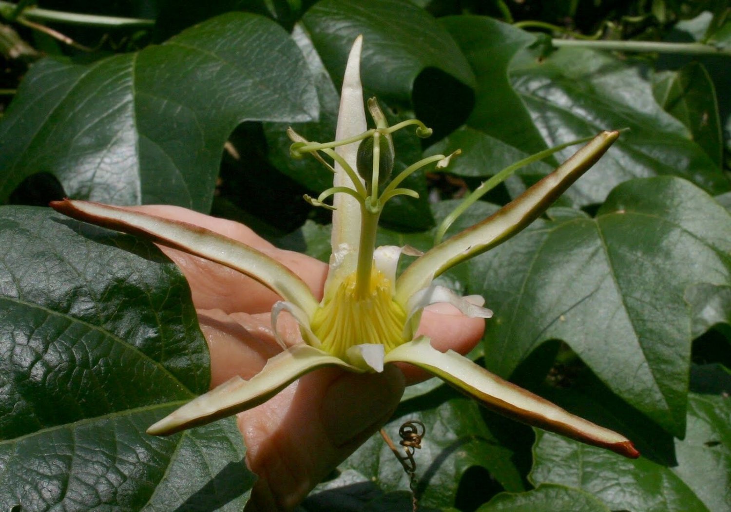 10 seeds Passiflora herbertiana #ggvm5