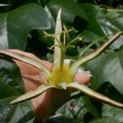 10 seeds Passiflora herbertiana #ggvm5