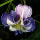 5 seeds, Clematis crispa Curly Clematis #ggvm5