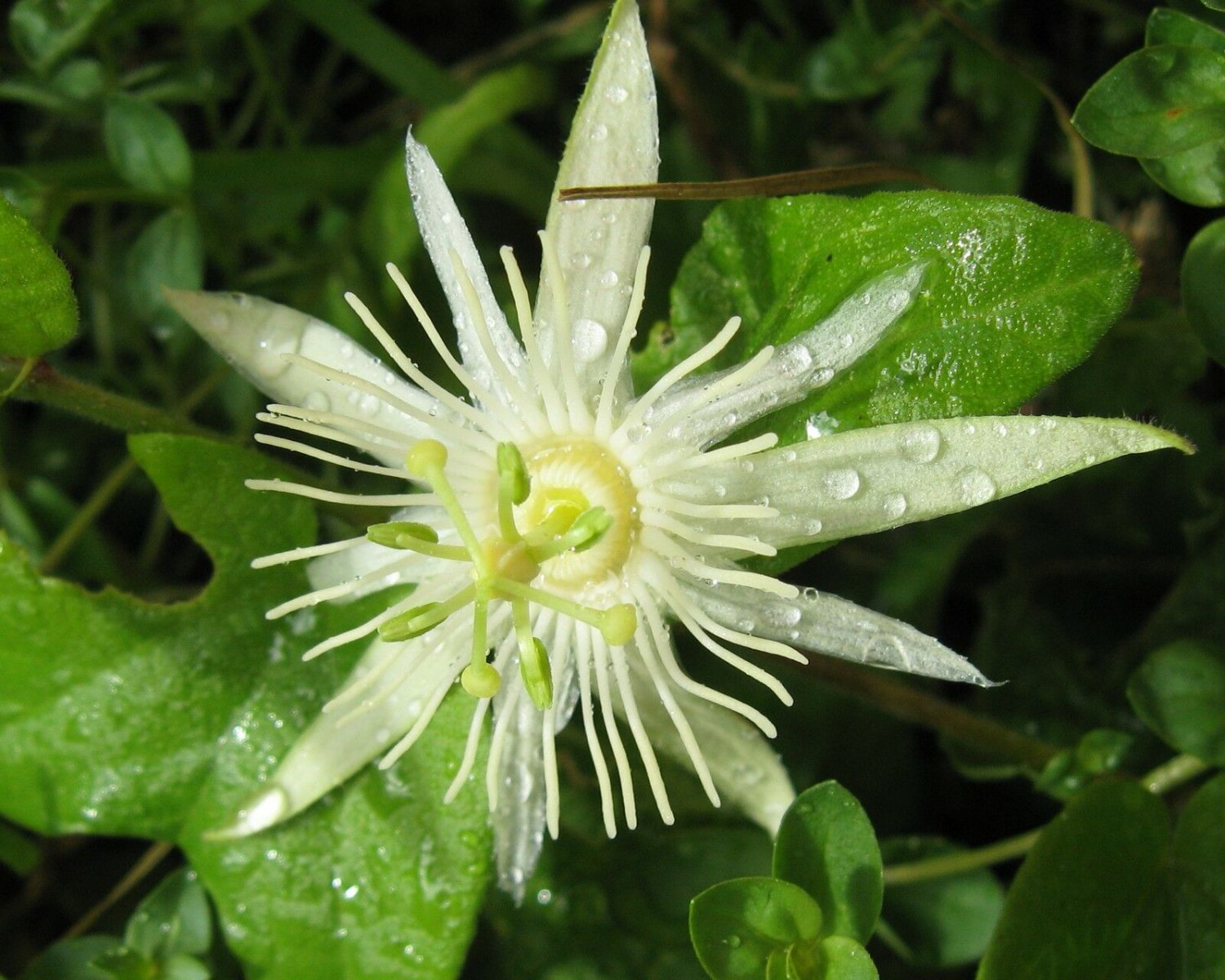 10 seeds, Passiflora capsularis pure white #ggvm5