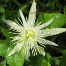 10 seeds, Passiflora capsularis pure white #ggvm5
