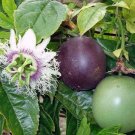 10 seeds, Passiflora Toms Black #ggvm5