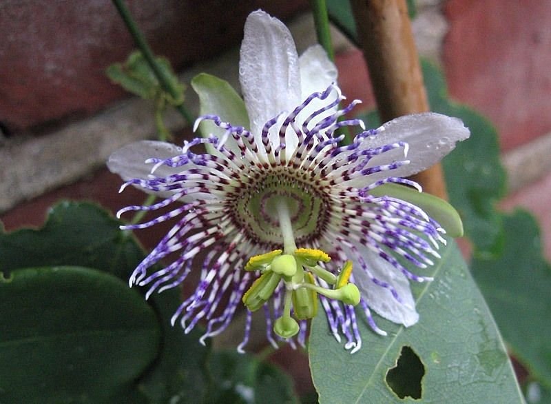 10 seeds, Passiflora elegans #ggvm5