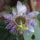 10 seeds, Passiflora elegans #ggvm5
