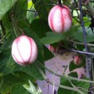 10 seeds, Passiflora rubra Linnaeus #ggvm5