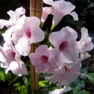 10 seeds, Pandorea jasminoides Pink Bower Vine #ggvm5
