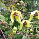 10 seeds, Clematis serratifolia Golden Tiara #ggvm5