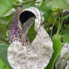 10 seeds, Aristolochia cymbifera Serro pipevine #ggvm5
