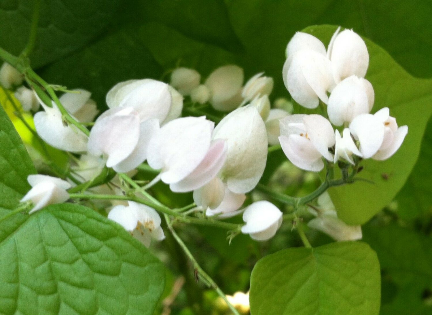 20 seeds, Antigonon Leptopus White Mexican Creeper Rare Item #ggvm5