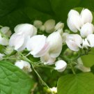 20 seeds, Antigonon Leptopus White Mexican Creeper Rare Item #ggvm5