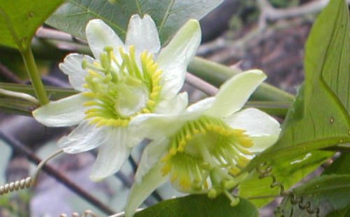 10 seeds, Passiflora Biflora #ggvm5