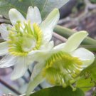 10 seeds, Passiflora Biflora #ggvm5