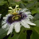 10 seeds, Passiflora Panama Red #ggvm5