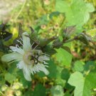 10 seeds, Passiflora Red Giant #ggvm5